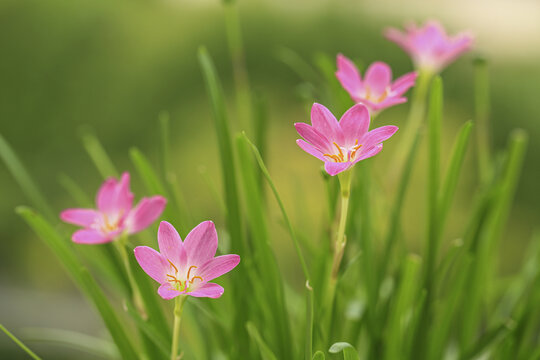 清新粉色小花韭兰