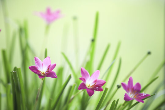 清新粉色小花韭兰