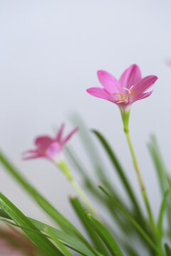 风雨兰韭兰花