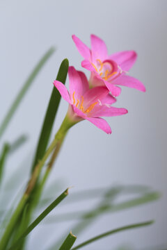 风雨兰韭兰花