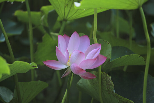 夏日荷花