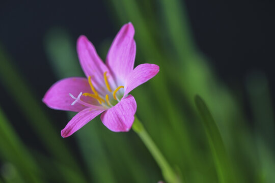 粉色小花韭兰