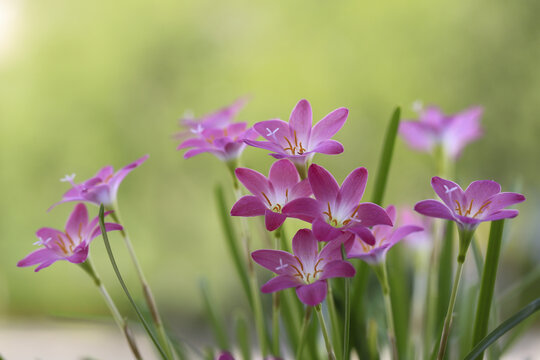 粉色小花韭兰