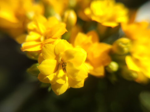 春日阳光小黄花明媚春光