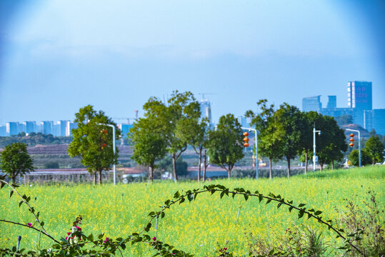 花田的风景