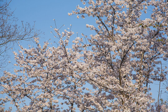 樱花树