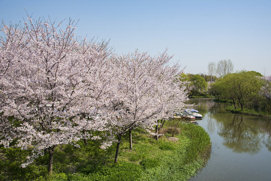 樱花树