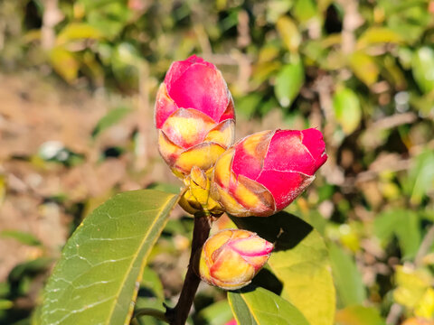 山茶花