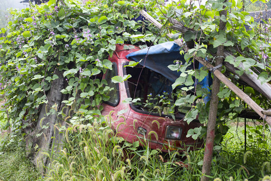 野草旧车