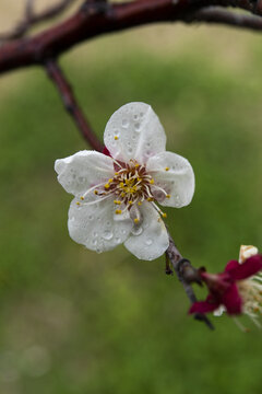 梅花