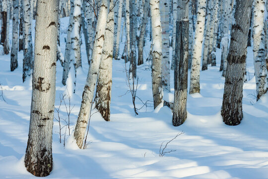 雪中白桦树林