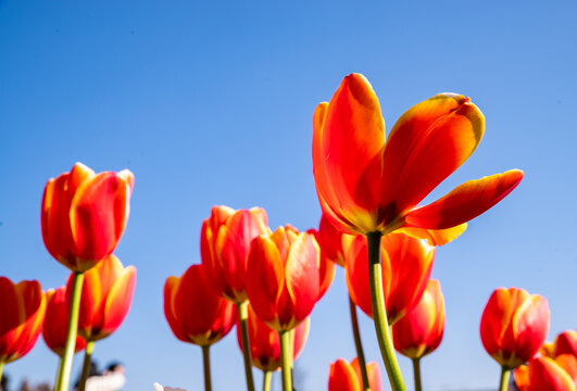 郁金香花