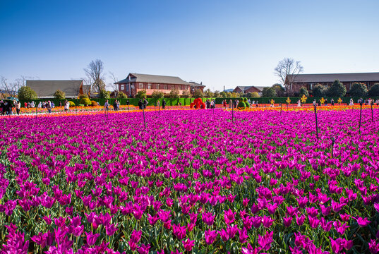 郁金香花园