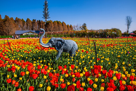 郁金香花海