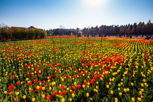 郁金香花海