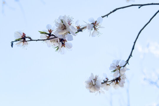 杏花花开