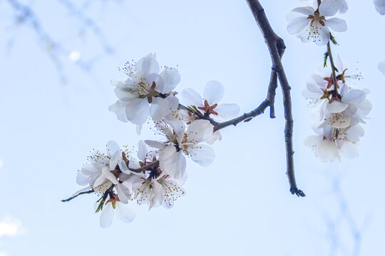 杏花花开