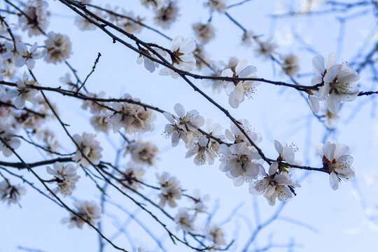 春暖花开的枝头