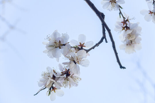 杏花满枝