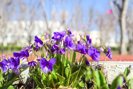 紫花地丁