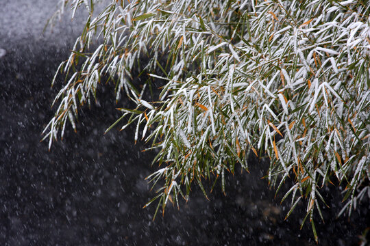 雪中竹叶