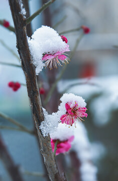 雪梅