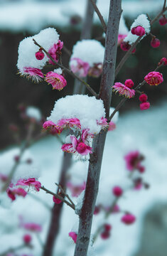 雪梅