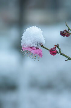 雪梅