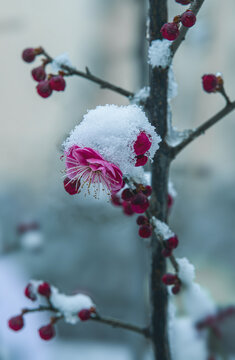 雪梅