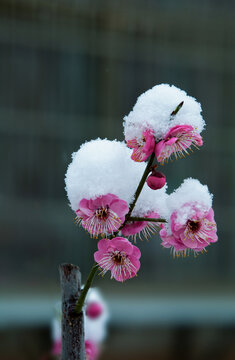 雪梅