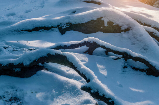 树根雪