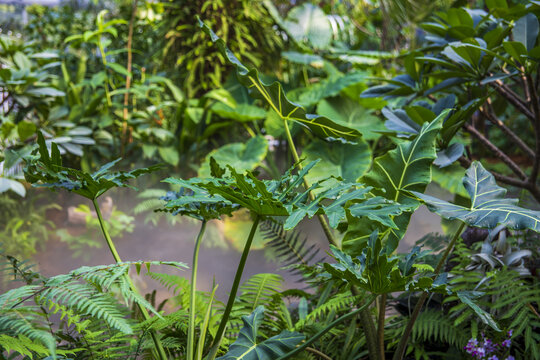 绿色清新热带植物