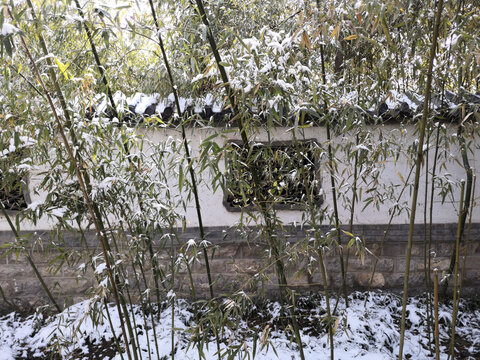 竹林下雪