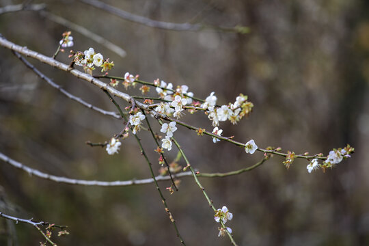 李花