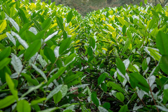 龙井茶