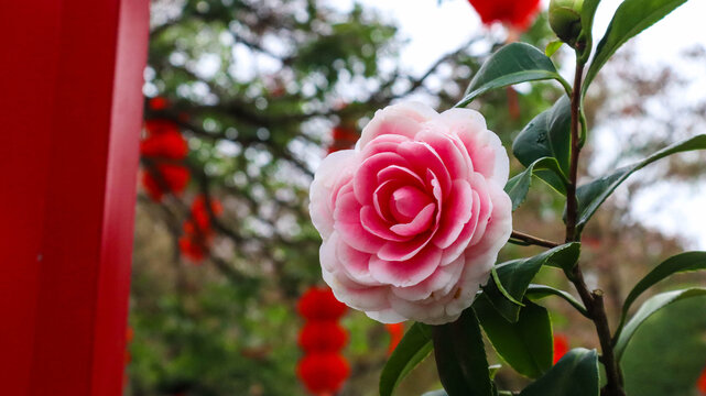 红山茶花