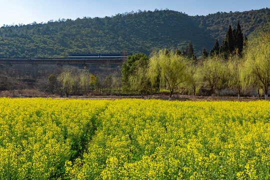 安宁金色螳川盛开油菜花风景