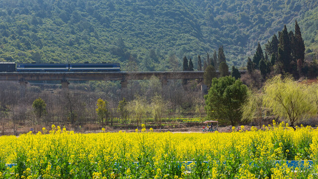 田田野油菜花与火车田园风景