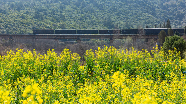 田田野油菜花与火车田园风景