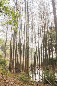 水杉林