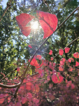 阳光与红叶秋天