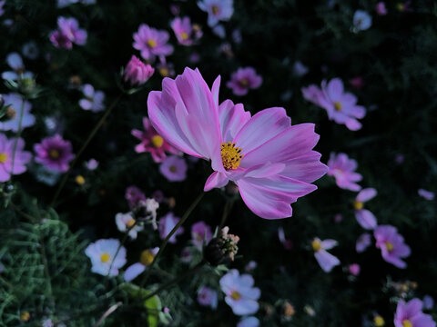 花丛格桑花