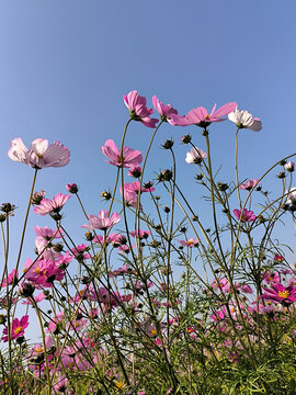 蓝天下的花海波斯菊