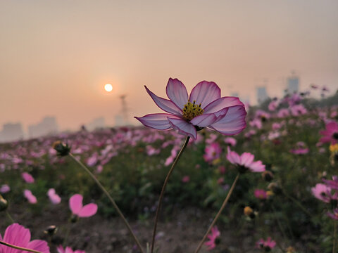 夕阳与花海