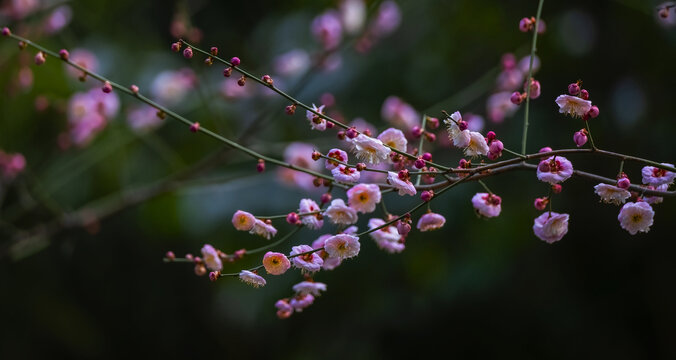 花影瞳瞳