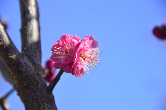 春暖红梅花开