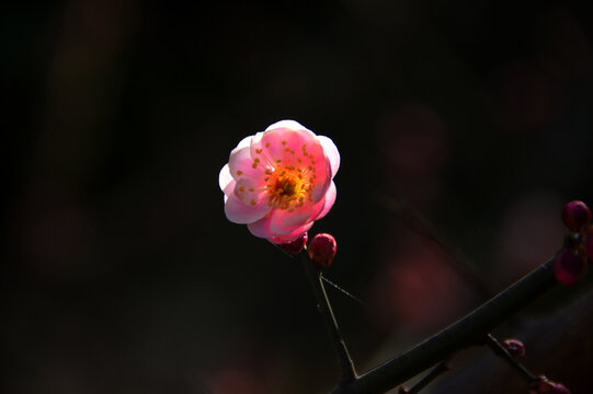 春暖红梅花开