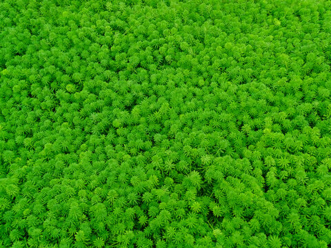 水生植物