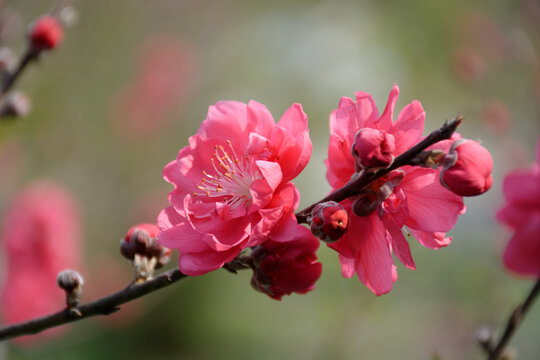 桃枝满花开