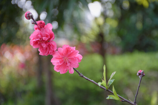 桃花